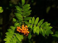 Vogelbeeren in der Abendsonne